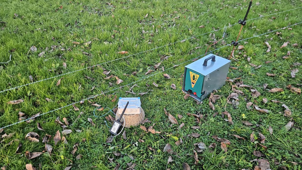 Hautense monitor on the ground near the energizer, grass and leaves, autumn