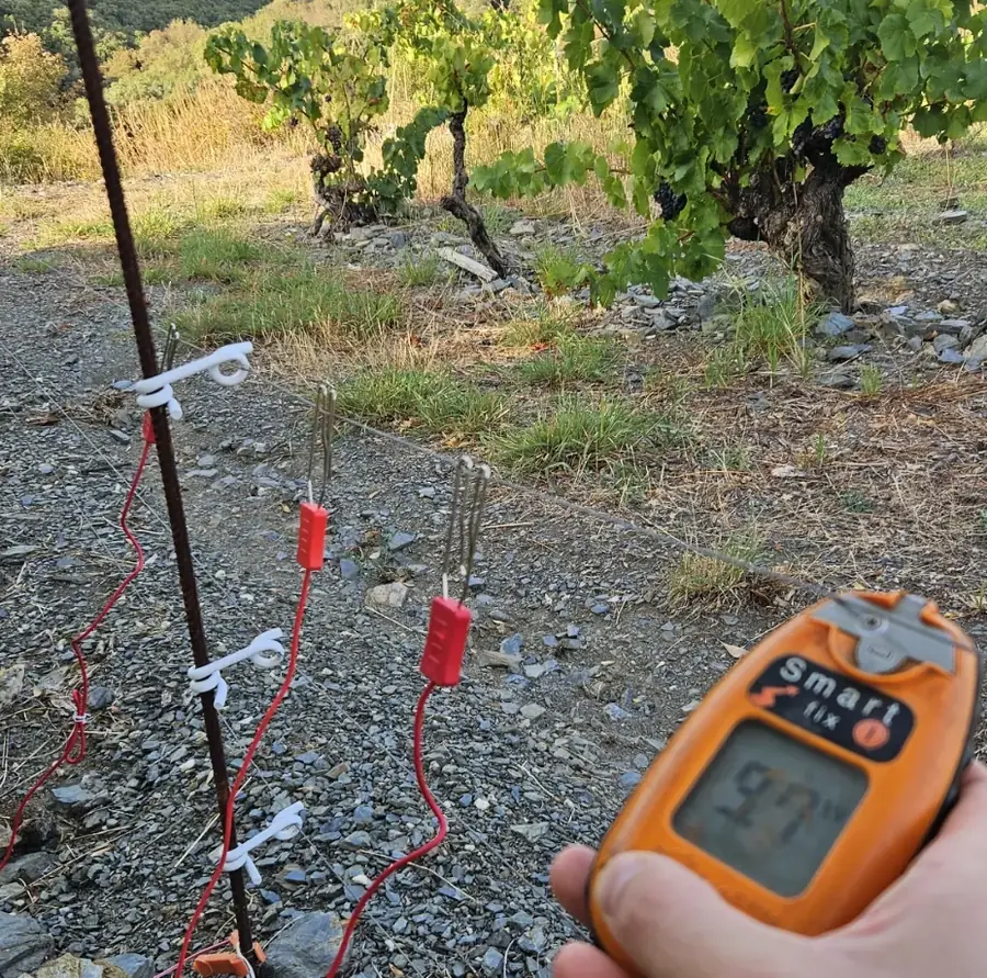 Contrôle de la tension au testeur de clôture devant une vigne