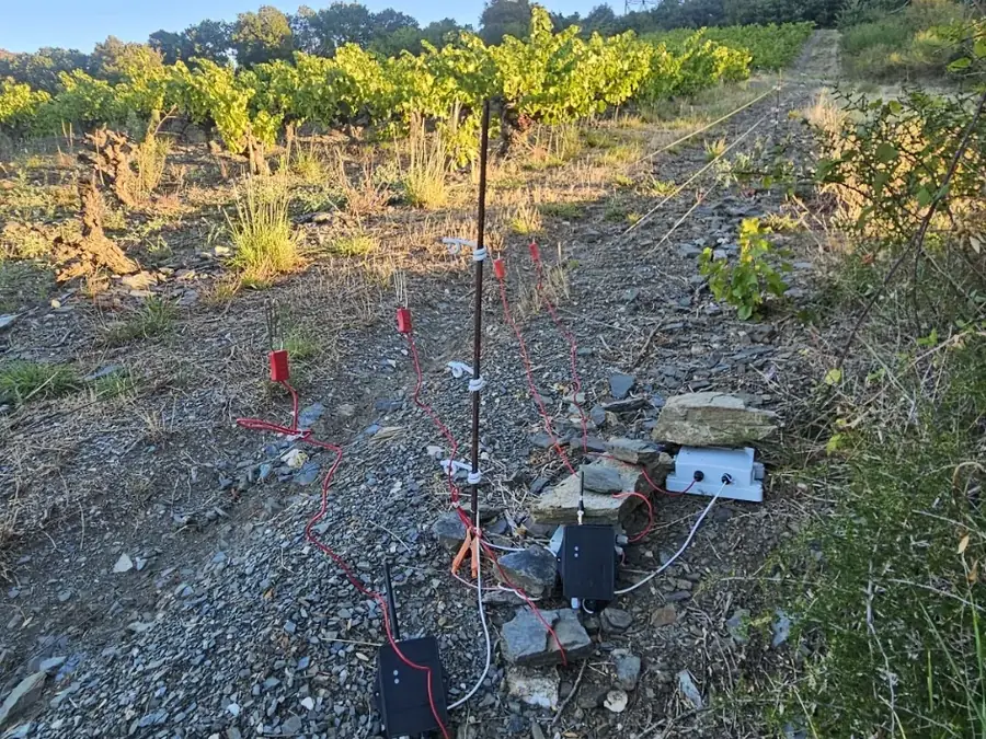 Capteurs posés au pied d’un piquet de clôture, en bordure de vigne